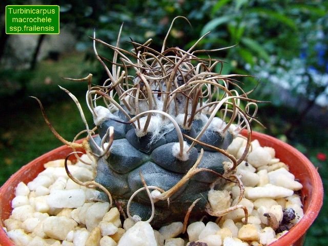 Turbinicarpus _macrochele_ ssp.frailensis _06